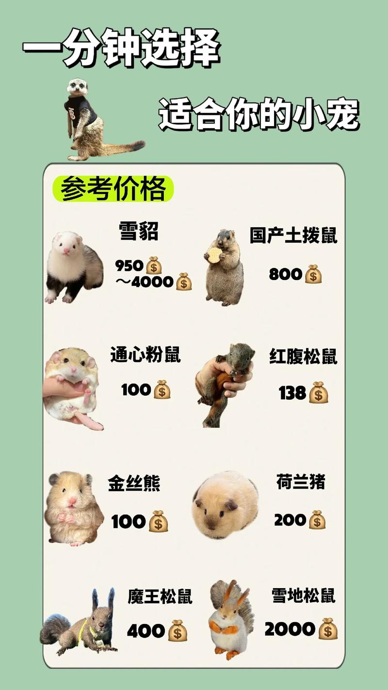 涨粉_TikTok搞笑视频类型容易涨粉_TikTok宠物萌宠视频类型容易涨粉