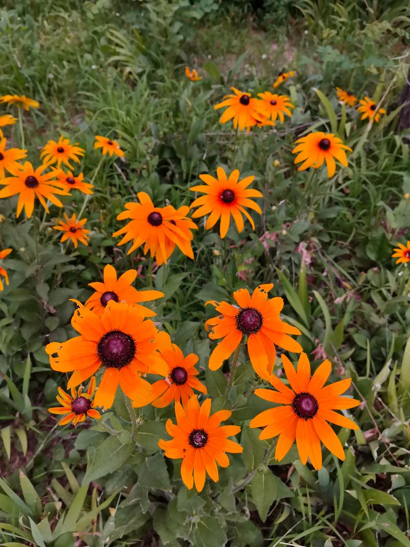 抖音赞赏一朵小花是啥意思？粉丝互动拉近距离